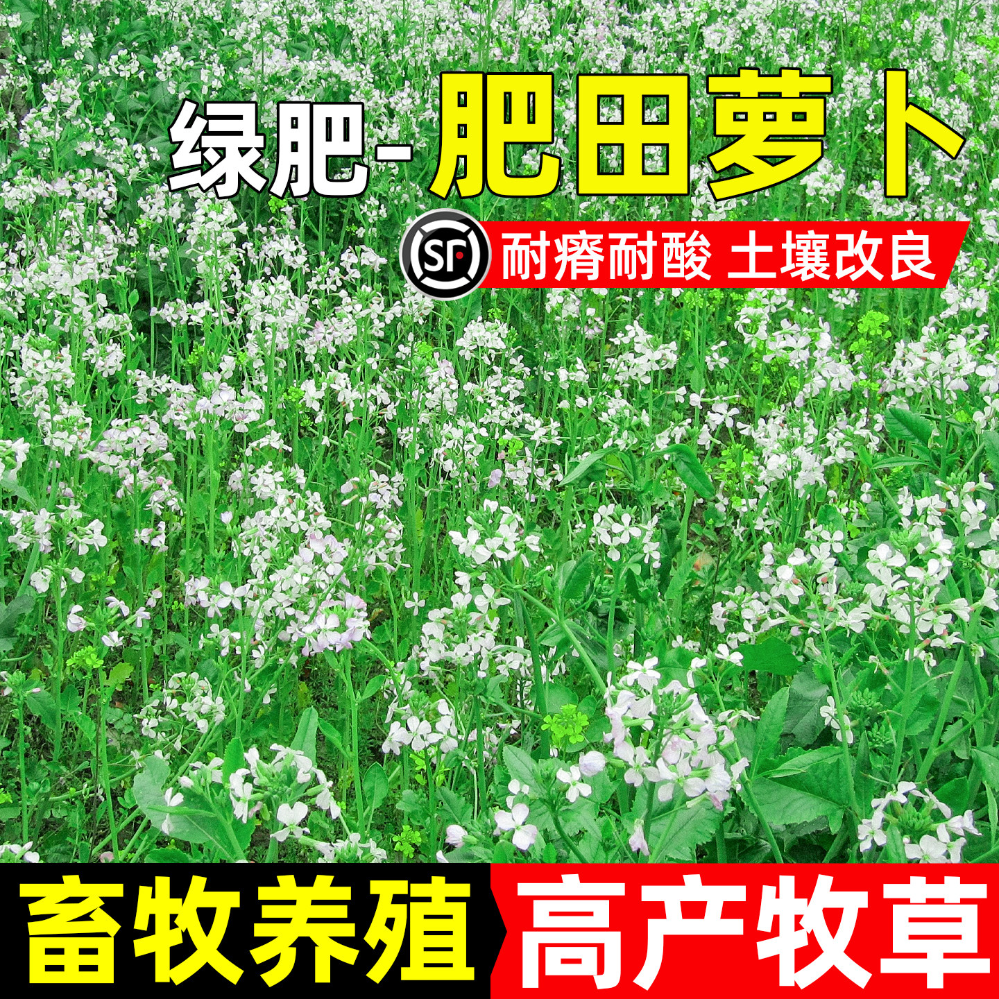 肥田萝卜畜牧养殖四季高产多年生