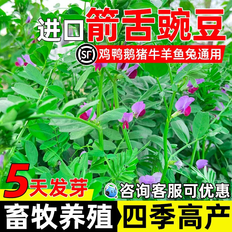 进口箭舌豌豆牧草畜牧养殖牧草种