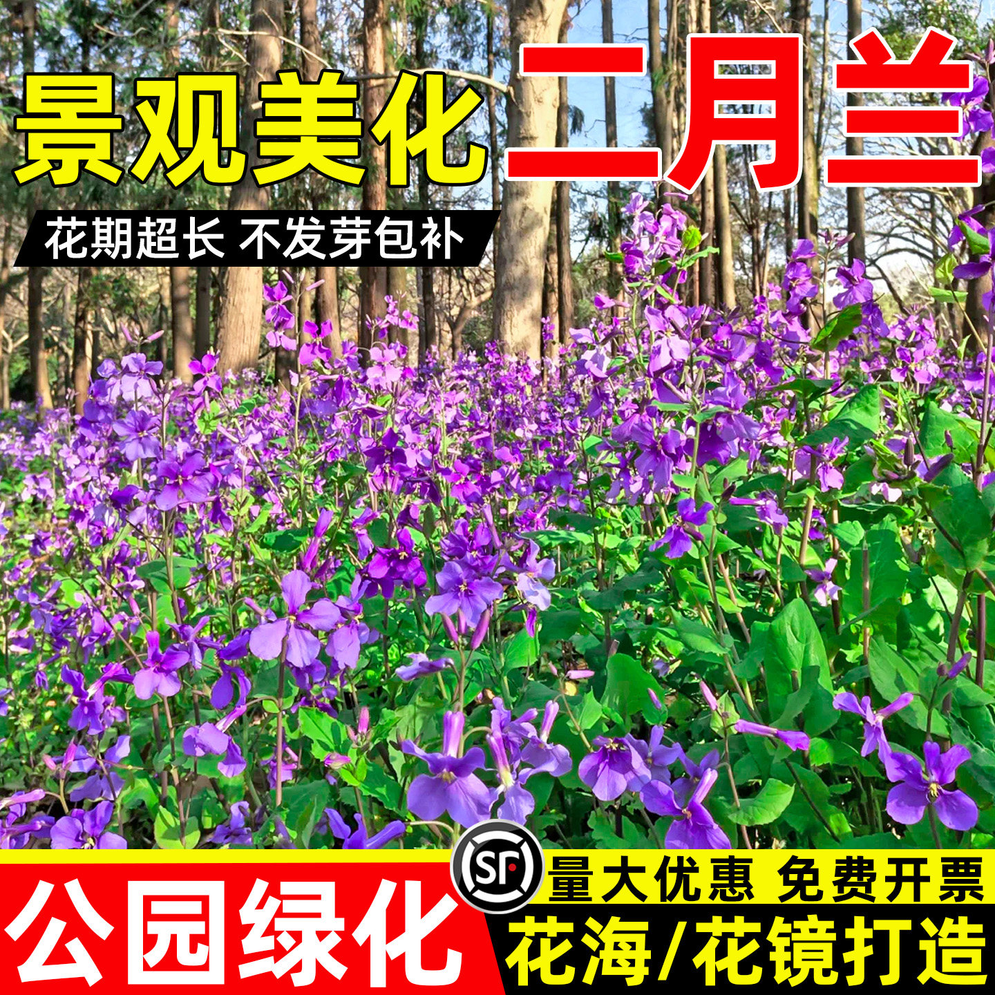 二月兰花籽公园景区花海景观美化