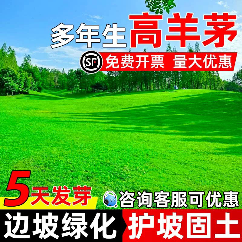 高羊茅草籽四季常青护坡固土多年生边坡绿化工程生态修复草坪种子