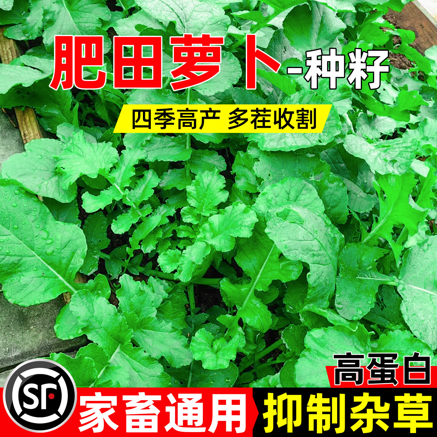 肥田萝卜四季高产果园绿肥固氮
