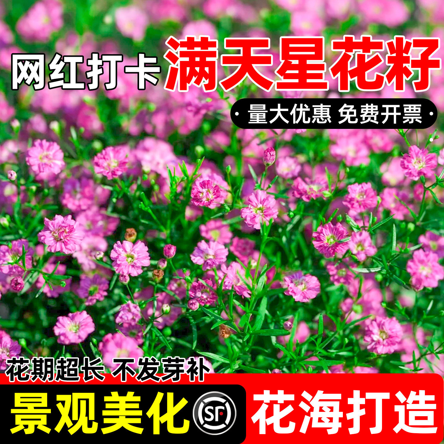 满天星花海打造景观美化网红打卡图片
