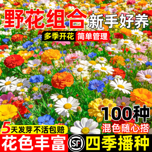 野花组合波斯菊格桑花太阳花种子