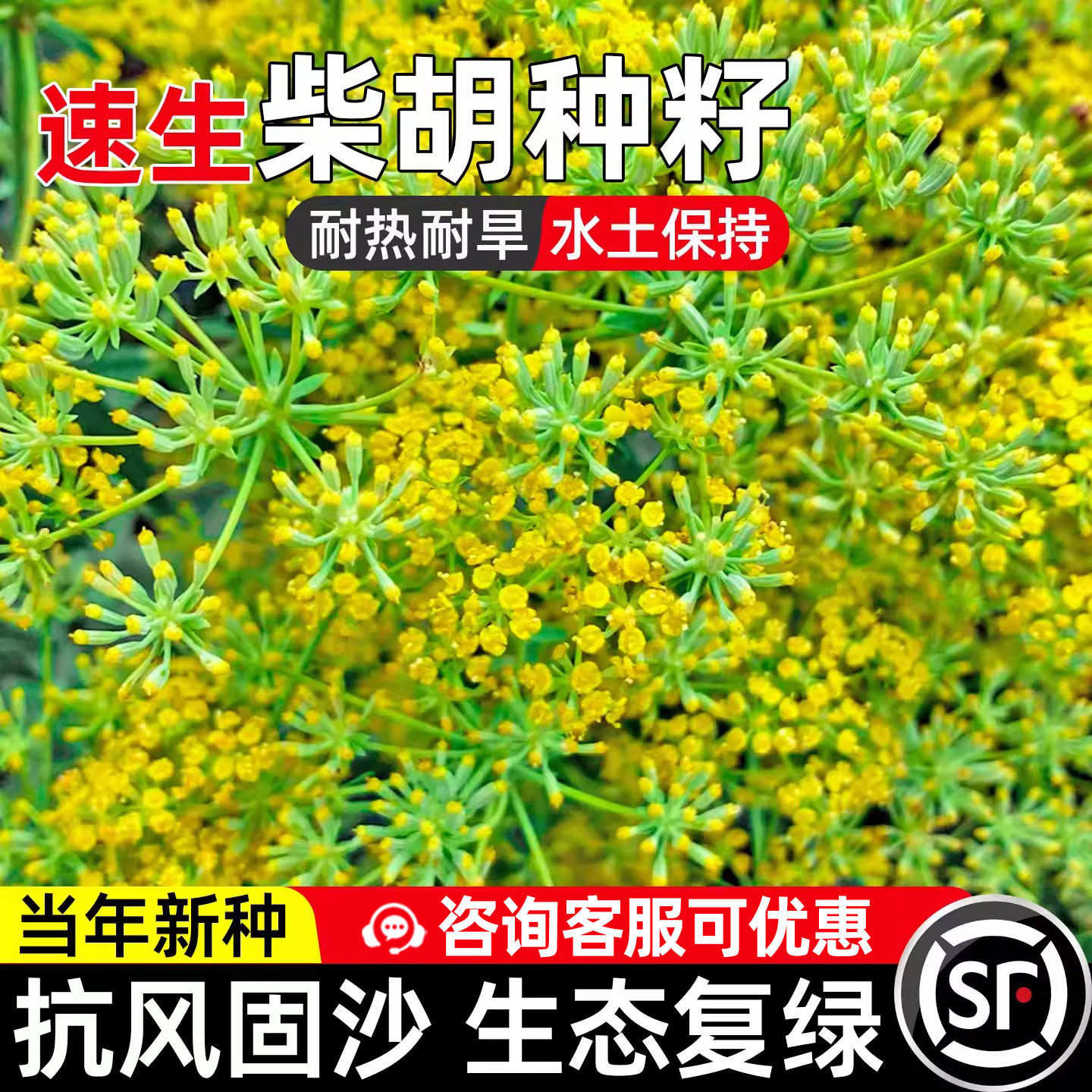 柴胡种子耐热耐旱药材种籽多年生绿化观赏泡茶药食两用中草药草籽