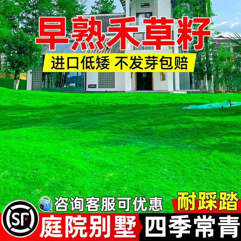 进口早熟禾草籽矮生耐践踏耐寒耐旱四季常青种子庭院别墅绿化种孑