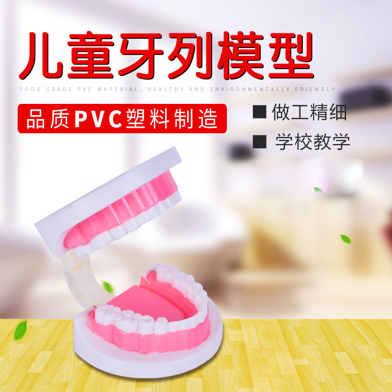 厂家供应 儿童牙列模型 附牙刷 小学科学模型 PVC教具牙齿模型