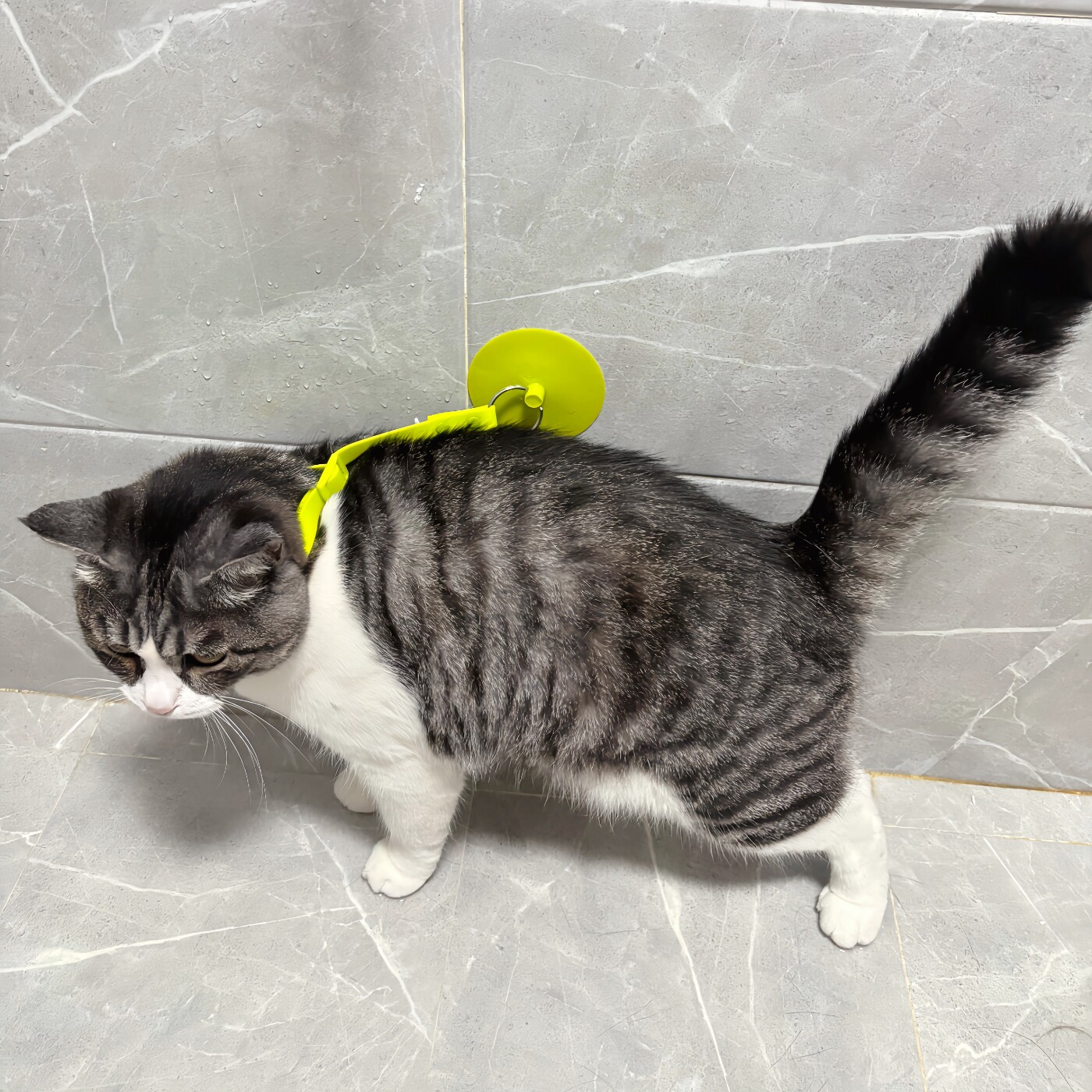 猫咪洗澡固定器防逃跑防挣脱宠物美容台吊绳狗狗洗澡神器防抓咬