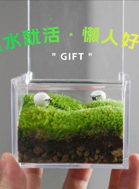 苔藓微景观室内桌面盆栽鲜活小绿植摆件办公室礼物迷你青苔生态瓶