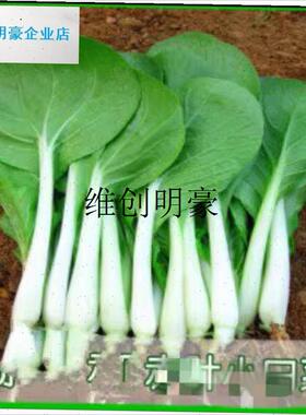 l非转基质蔬菜种植阳台种菜白菜子C大叶小白菜绿色有机料花盆辅助