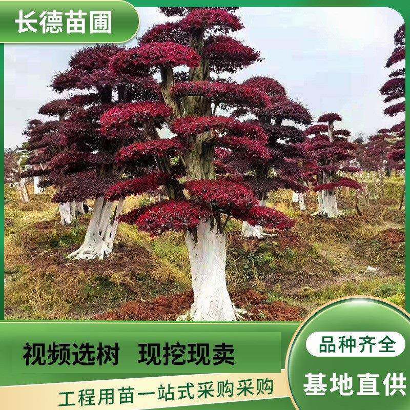 红花继木造型树耐寒冷红继木点缀于园林陆地量大从优