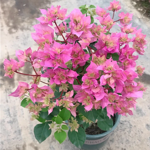 （重瓣粉）三角梅小苗粉色不带花盆栽大苗重瓣室内阳台庭院树苗