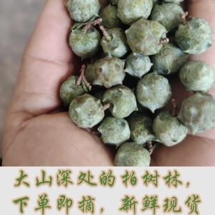 四川重庆野生新鲜柏树果现摘现发柏树子籽侧柏果野生柏香果