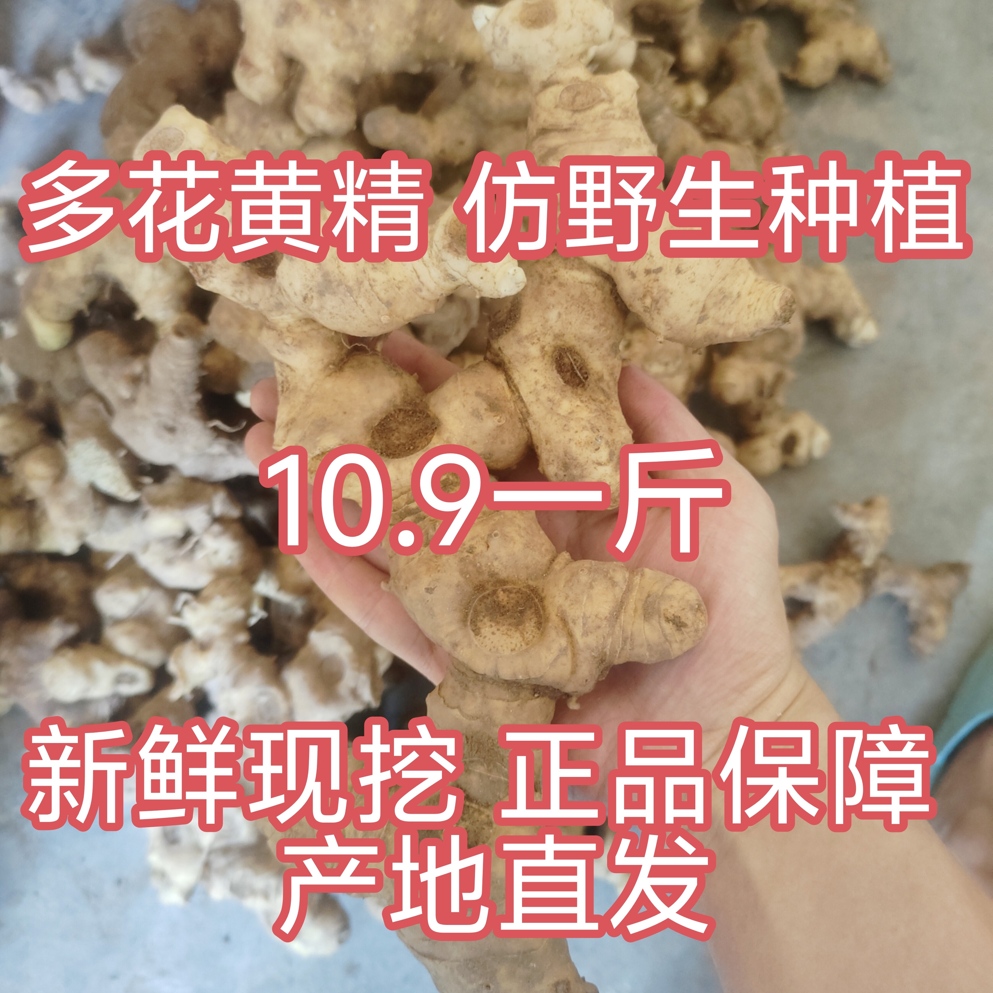 四川仿野生新鲜黄精中药材多花黄精滋补泡酒煲汤制作九晒九蒸黄精