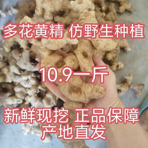 野生黄精老虎姜新鲜中药材正品