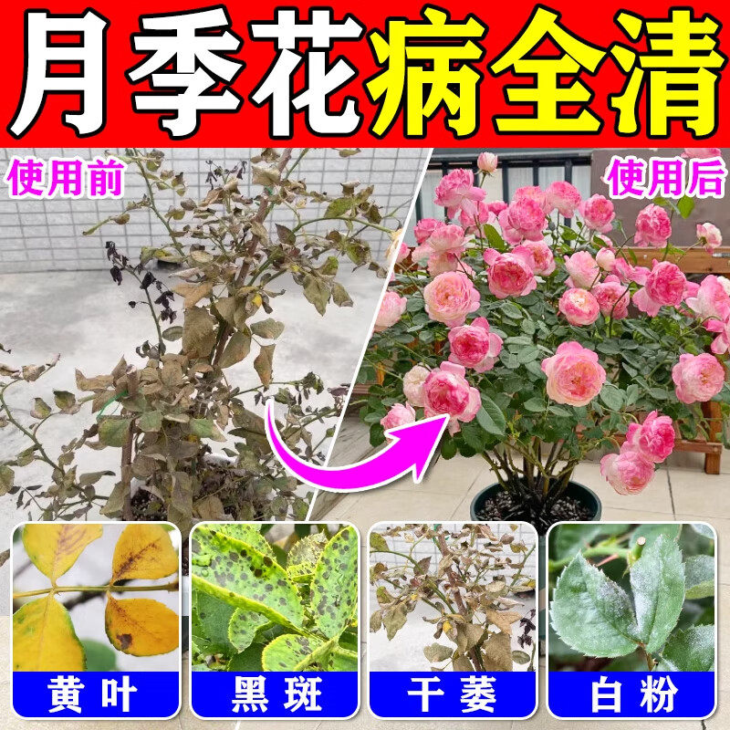 月季花病虫害常用枯枝白粉黑斑病玫瑰蔷薇灭红蜘蛛除蚜虫杀虫剂
