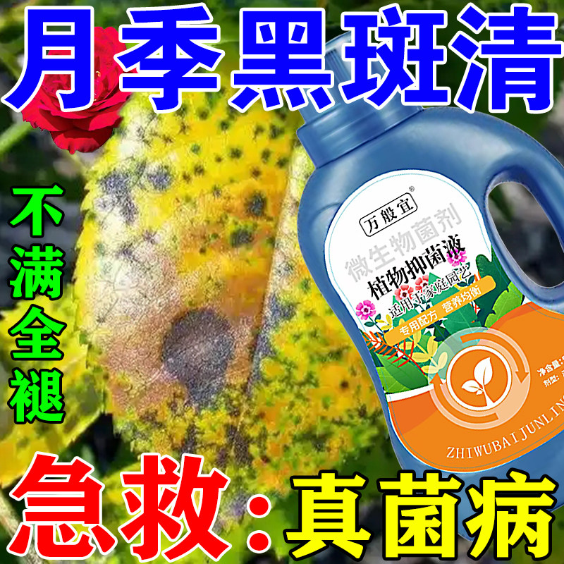 月季专用营养液白粉病黄叶病