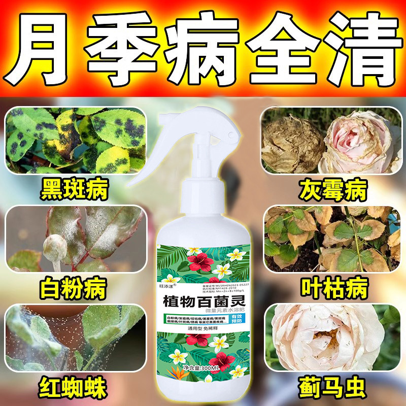 月季花病虫害常用营养液黑斑灰霉黄枯叶白粉病玫瑰红蜘蛛专用肥