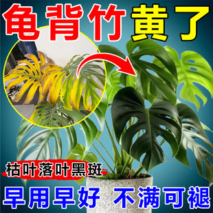 龟背竹锈斑病营养液叶子发黄铁锈病黑斑炭疽卷叶专用肥料龟背竹