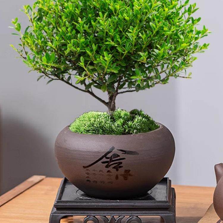 小叶赤楠盆景金丝楠木盆栽迷你植物室内办公室桌面小绿植好养四季