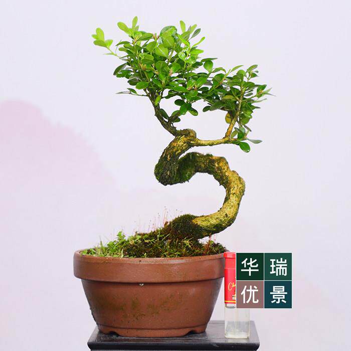 掌上矮霸小叶瓜子怪桩黄杨微型盆景四季常青小盆栽耐寒耐冻植物