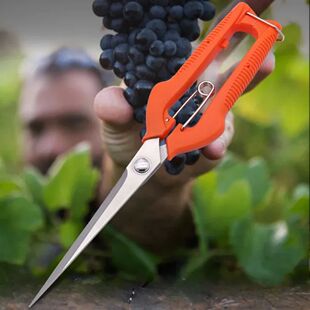 Grape Scissors Pruning Shears Garden Tool Vegetable Patch Bo