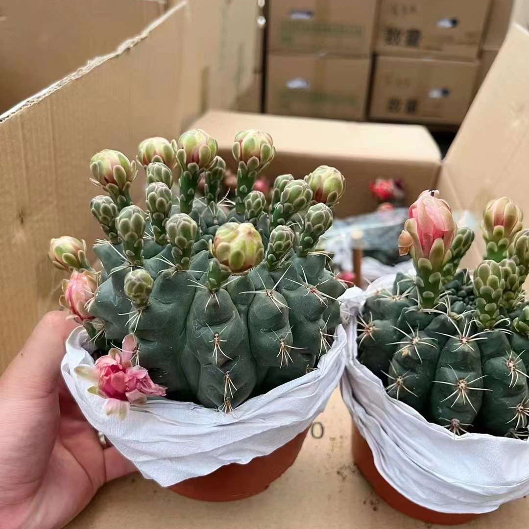 基地直销盆栽花卉 多肉植物仙人球盆栽 居家花卉 菲花玉