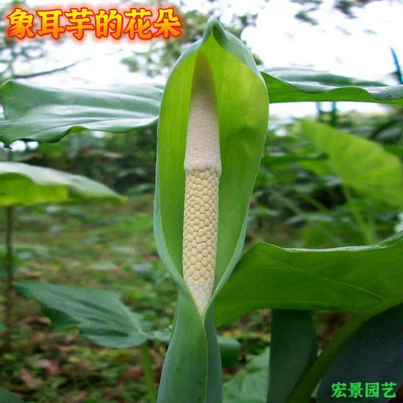 象耳芋大野芋海芋种苗盆栽巨型绿植大型观叶植物阳台庭院园林绿化