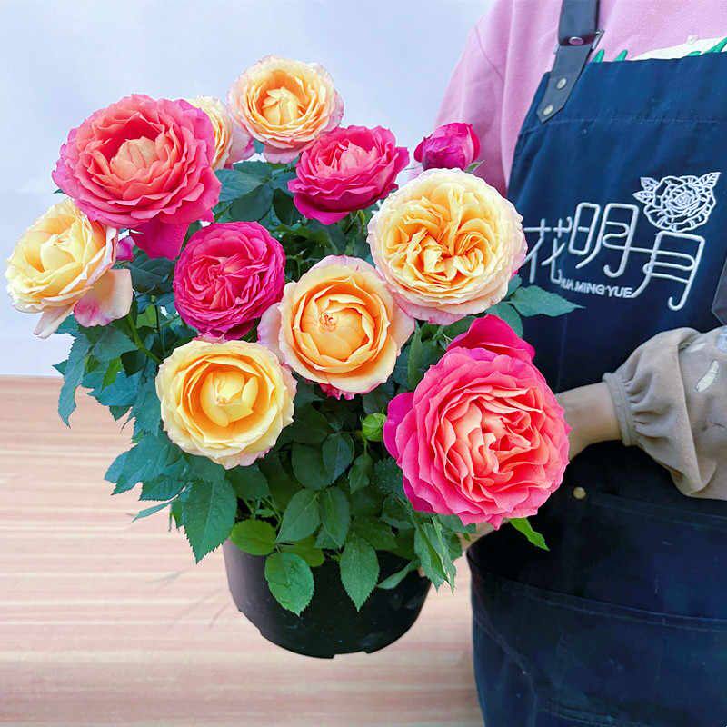 月季花苗玫瑰盆栽果汁阳台花卉盆栽浓香蔷薇四季开花带大花苞发货
