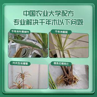 千年木专用肥料专用营养液千年木绿植专用土马尾铁专用肥料营养液