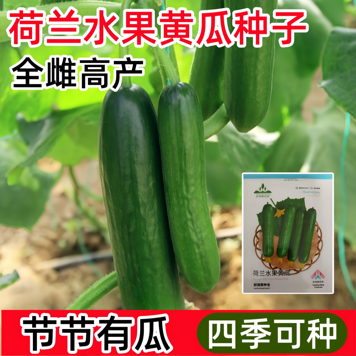 荷兰水果黄瓜种子正宗无刺小黄瓜种籽高产全雌四季播农家菜园蔬菜