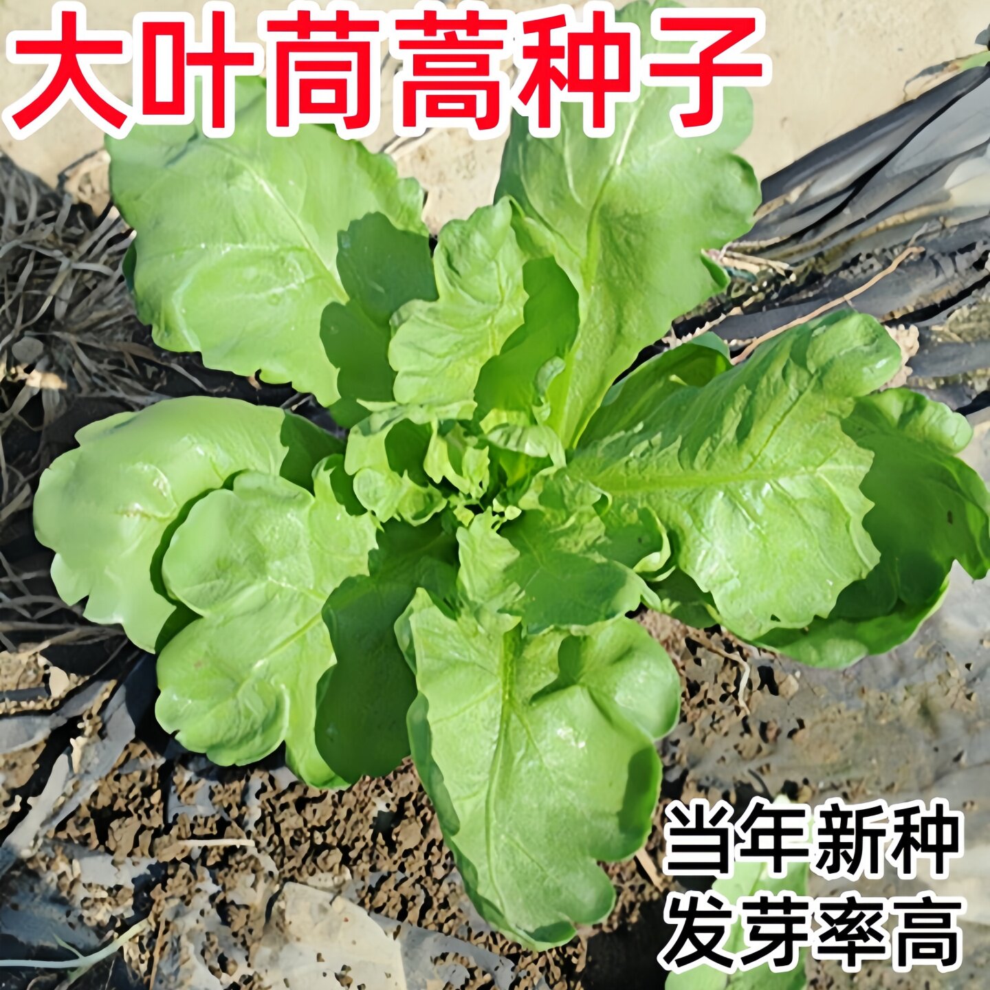 大叶茼蒿菜籽光杆茼蒿种子蓬蒿菜种蔬菜茼蒿种籽春夏秋冬四季种孑 - 实物图