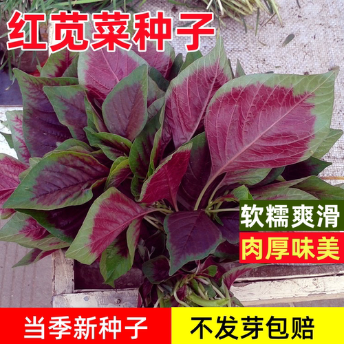 一点红苋菜种籽家庭菜园蔬菜种子