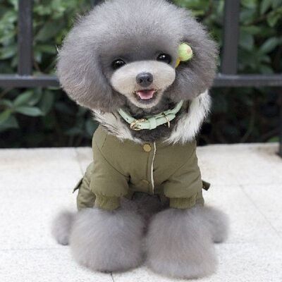 极速Pakaian untuk Anjing Kecil MusiFm Gugur Musim Dingin Han