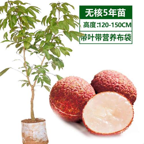 荔枝苗 仙进奉荔枝苗 妃子笑无核桂味荔枝树苗当年结果嫁接大树苗