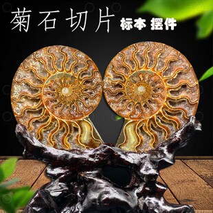 马达加斯加古生物化石斑彩螺菊石切片标本办公家居玄关观赏摆件