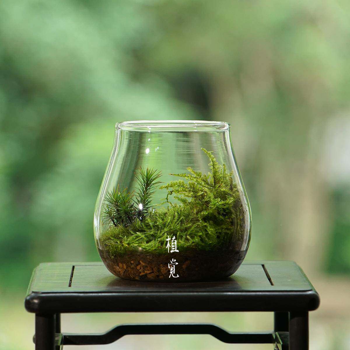 植觉|mini顺丰货|苔藓微rzs73735景发观桌面日景摆件节送礼小好物