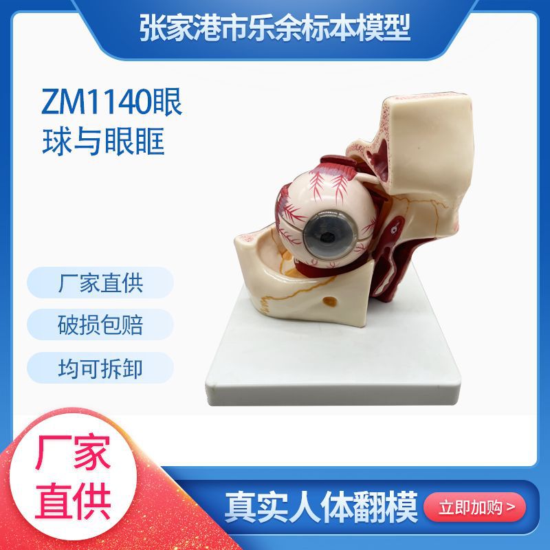 厂家供应ZM1140眼球与眼眶模型生物教学模型医患交流模型现货