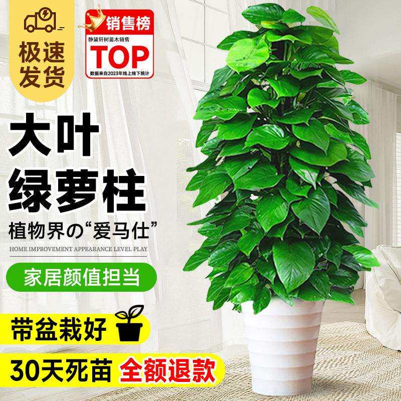 大叶绿萝柱盆栽吸甲醛绿植室内大型净化空气办公室绿箩客厅好养活