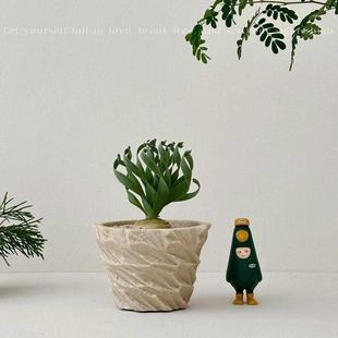 植物私生活 宽叶弹簧草特殊小众多肉沙漠植物耐旱喜阳阳台盆栽