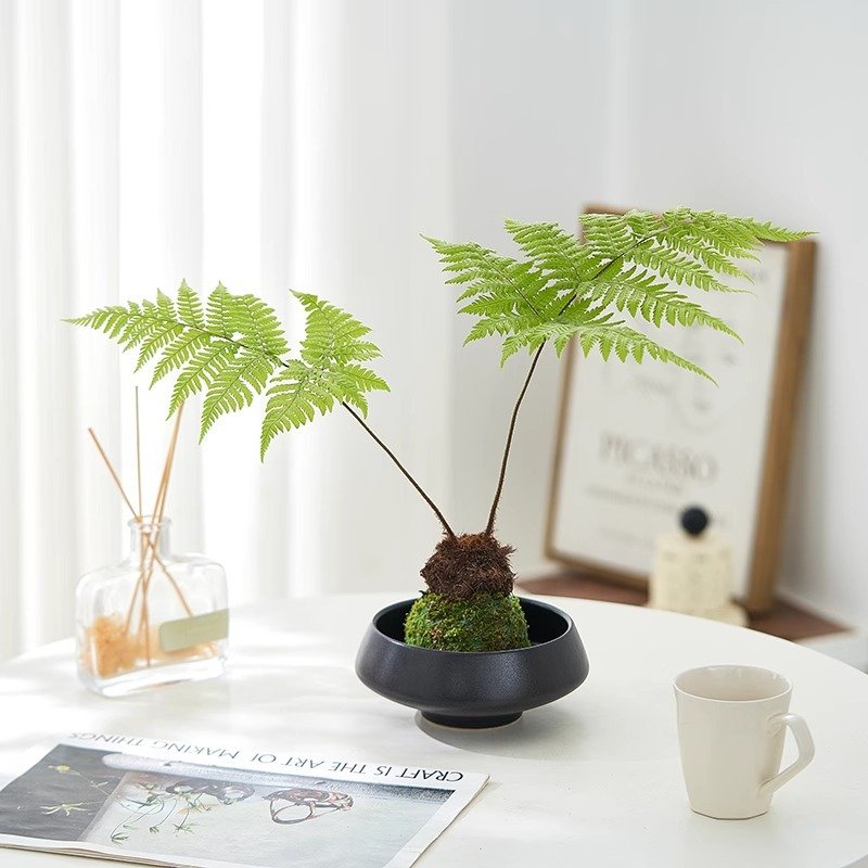 蕨类水培植物盆栽红磷蕨苔藓球绿植一叶蕨室内耐阴新中式禅意盆景
