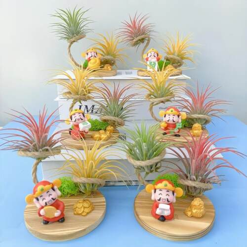 空气凤梨绿植红黄绿精灵财神底座纯手工组合套装绿植盆栽花草美观