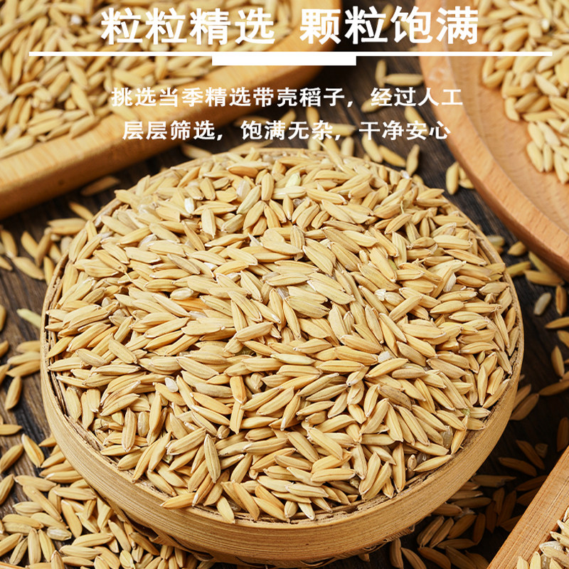 新稻谷1斤2斤50斤稻子带壳谷子喂鸡稻谷鸭鹅鸽鸟仓鼠宠物饲料批发,畜牧/养殖物资,饲料原料,淘宝优惠券,粉丝福利购,淘宝优惠卷