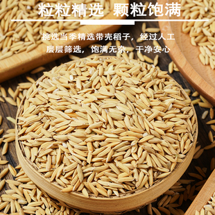40斤长稻谷喂鸡鸭鹅仓鼠鸽宠物饲料便宜批发带壳新鲜稻谷水稻粮食