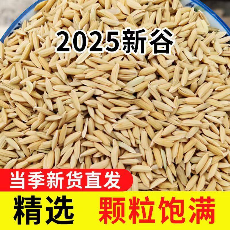 带壳稻谷饲料50斤喂鸡鸭鹅鸽子鸟食圈养禽类新原粮水稻稻子10斤