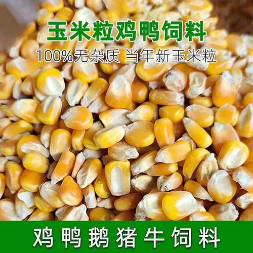 东北大玉米粒喂鸡鸭鸽子粮