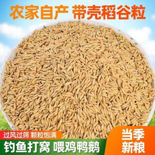 农家水稻谷子带壳大米新稻谷喂鸡鸭鹅仓鼠鸽鸟宠物饲料酿酒杂粮食