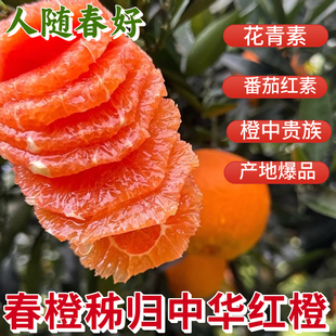 A级秭归中华红橙秭归脐橙子5斤包邮小孩孕妇手剥水果应季甜橙酸甜