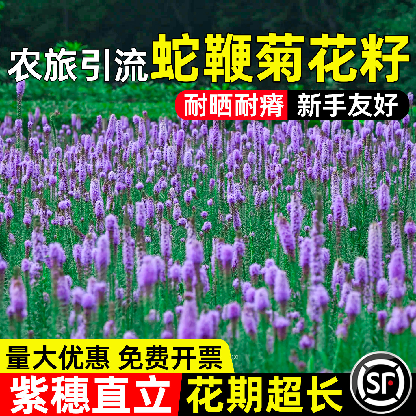 蛇鞭菊花籽景点设计耐贫瘠花海打造公园美化城市道路建设花卉种籽