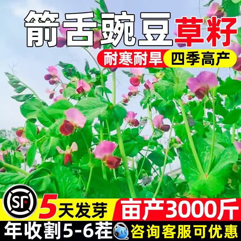 箭舌豌豆野豌豆高蛋白小苕子种籽
