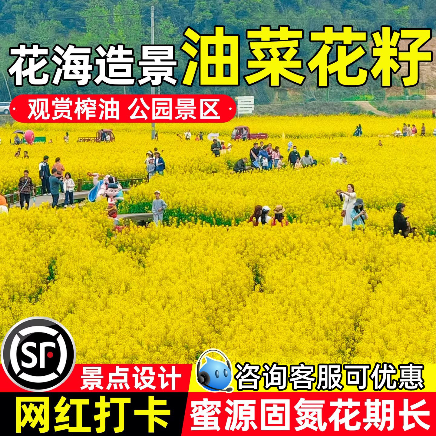 油菜花种子高产观赏榨油油菜花籽